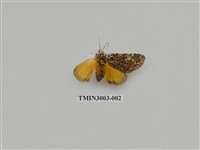 藏品(夜蛾608)的圖片